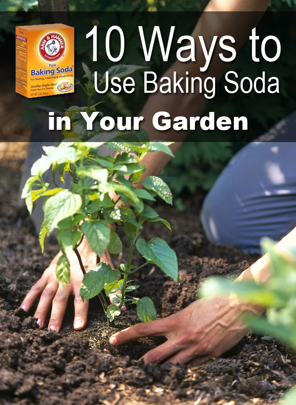 10 Ways to Use Baking Soda in Your Garden