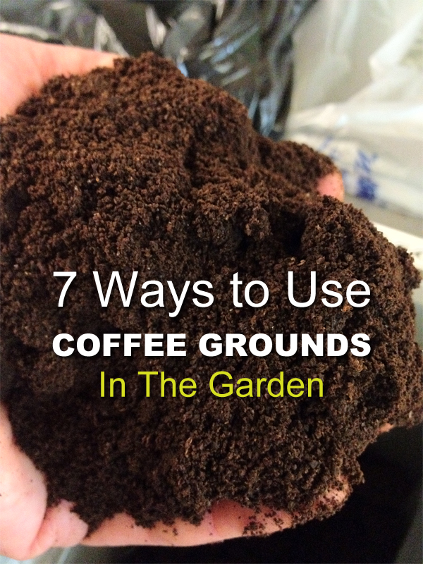 7 Ways to Use Coffee Grounds in the Garden