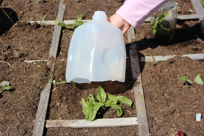 15 Simple Gardening Hacks You Probably Didn’t Know About