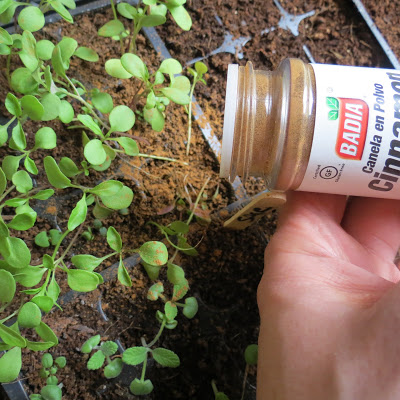 15 Simple Gardening Hacks You Probably Didn’t Know About