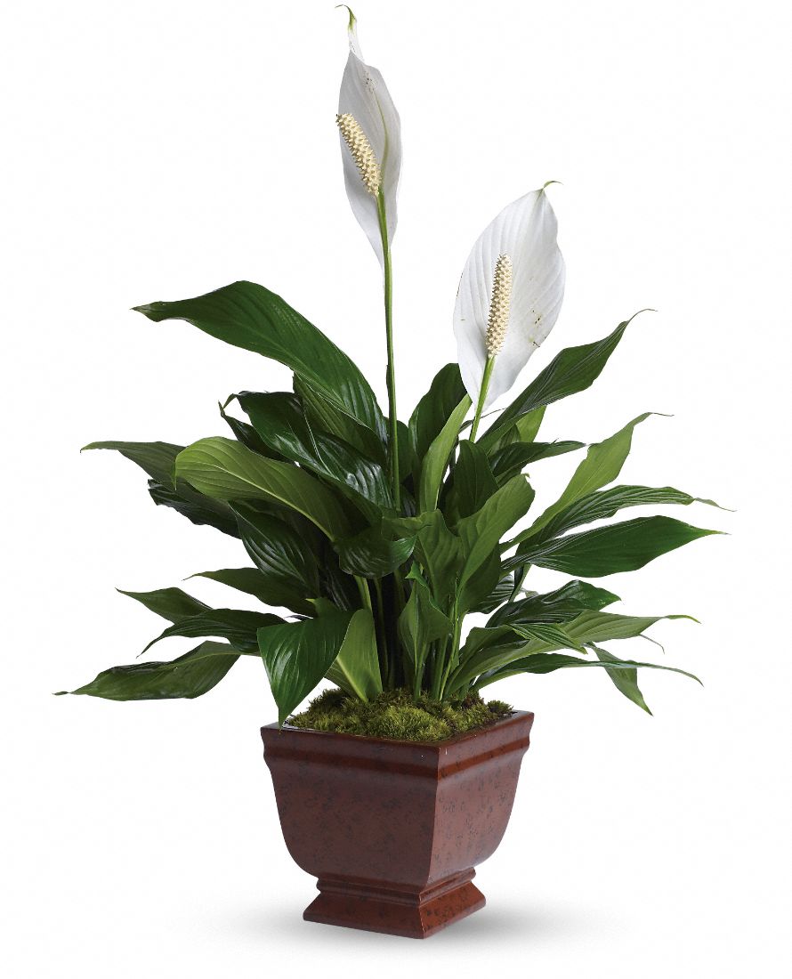 12 Best Houseplants For Improving The Air Quality In Your Home Page 10 Tiger Feng
