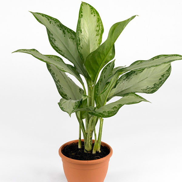 12 Best Houseplants for Improving the Air Quality In Your Home
