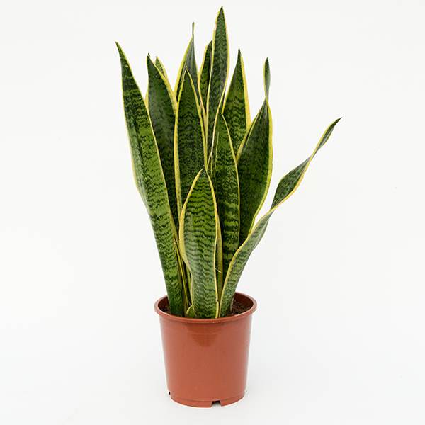 12 Best Houseplants for Improving the Air Quality In Your Home