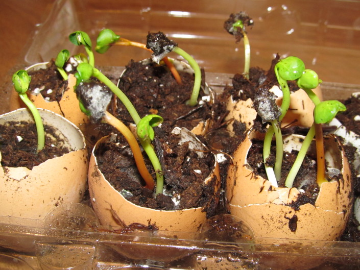 10 Homemade Seed Starter Pots